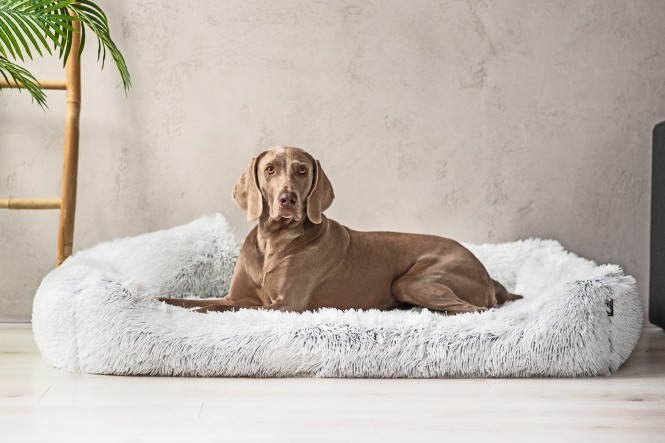 PEDRO | Orthopädisches Hundebett - L+ (110x90 cm) | Weiß Silbergrau