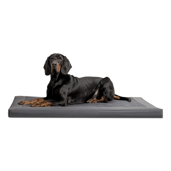 ca al 02 graphit carlos orthopaedisches hundebett kunstleder velours mit hund 1.png