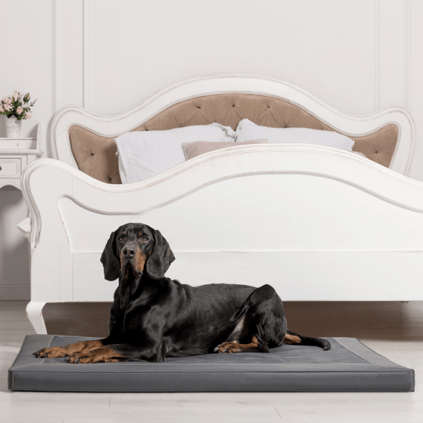 ca al 02 graphit carlos orthopaedisches hundebett kunstleder velours mit hund 3.png