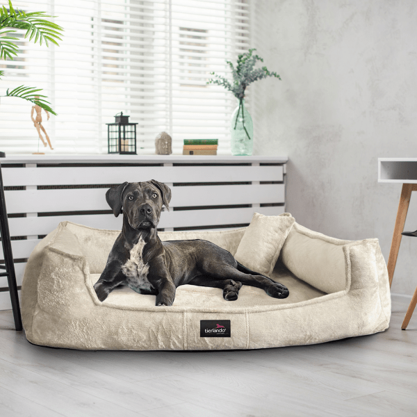 franklin teddy orthopädisches hundebett