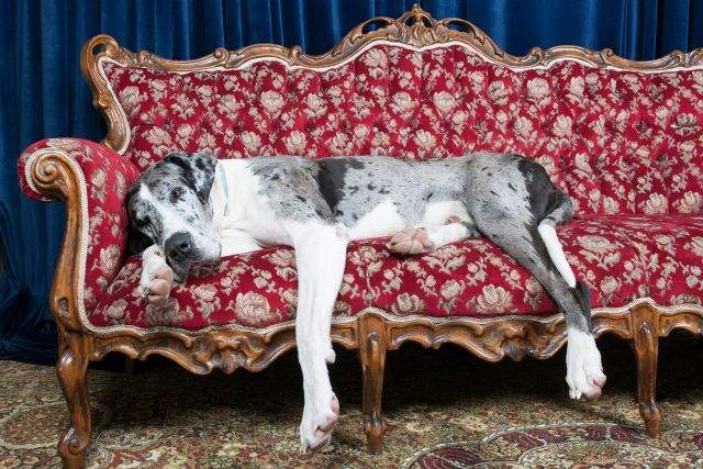 dog on couch