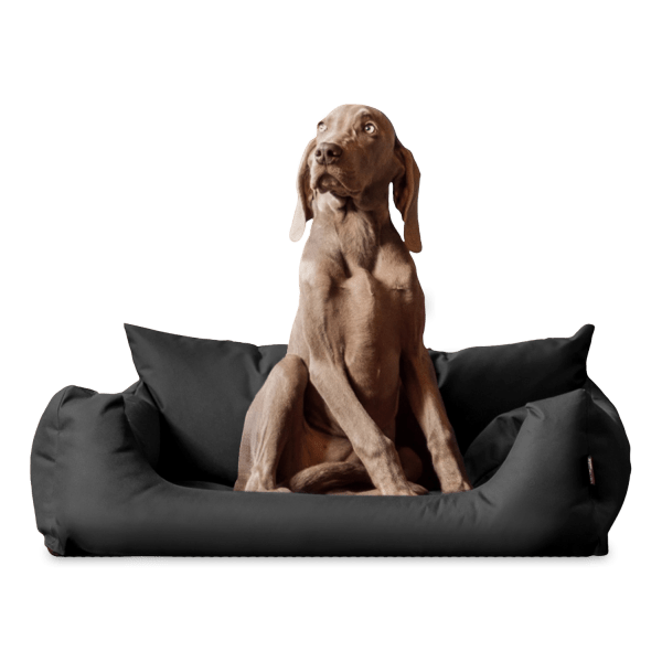 n 02 graphit tierlando hundebett nemo hund 1.png