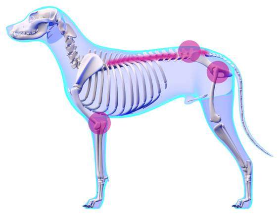 orthopädische hundebetten schonen problemzonen®tierlando