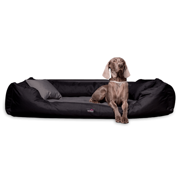 orthopaedisches hundebett nestor hundebett hund 1.png
