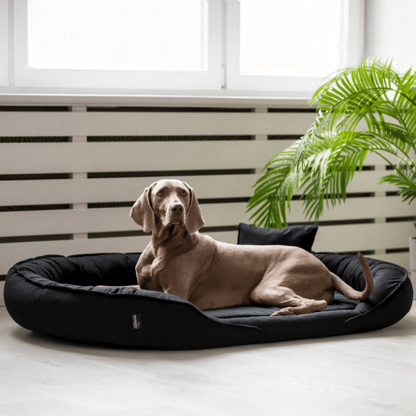 clarissa orthopädisches hundebett