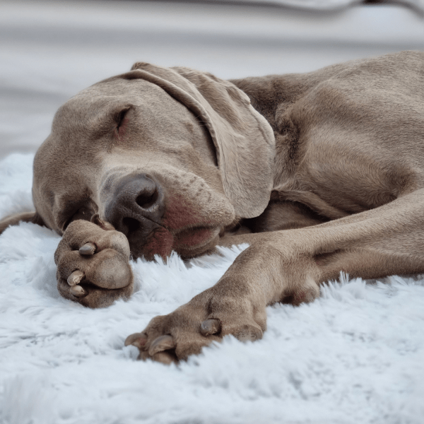 pablo orthopädische hundematratze