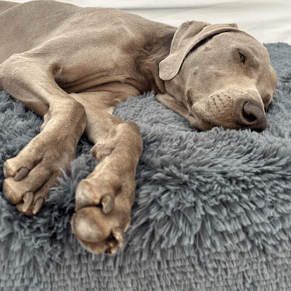 pitt shaggy ortho plus orthopädische hundematratze