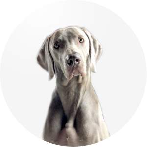 Spencer, Tierlando Bürohund