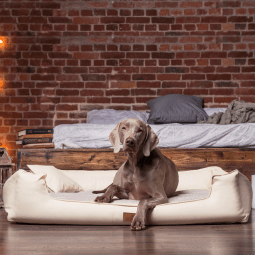 linus orthopädisches hundebett