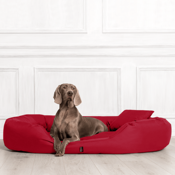 sammy | robustes polyester dicke umrandung | hundebett