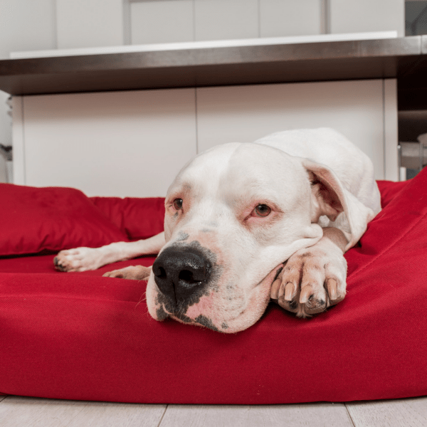 sammy | robustes polyester dicke umrandung | hundebett