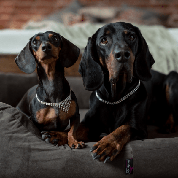 sammy soft orthopädisches hundebett