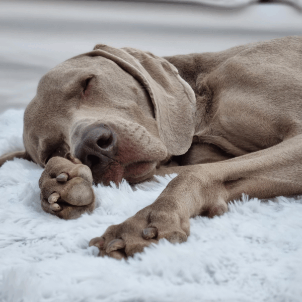 pablo orthopädische hundematratze