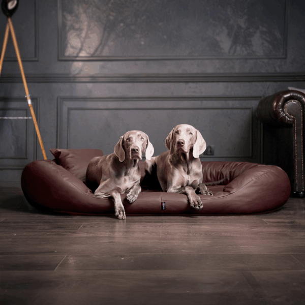 sammy easy clean orthopädisches hundebett