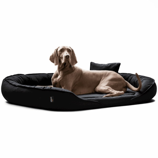 clarissa orthopädisches hundebett