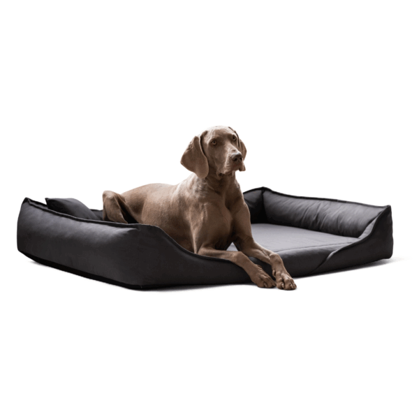 clemens orthopädisches hundebett