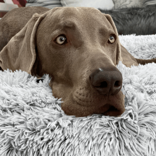 sale | dognut orthopädisches hundebett | weißgrau | 130x130cm