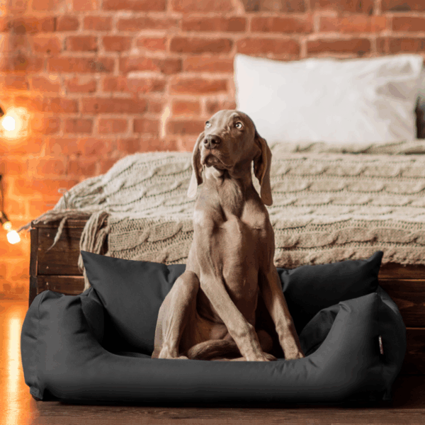 hundesofa s m l hundekorb katzenbett 65 80 100cm | nemo hundebett