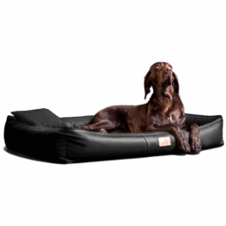 clifford orthopädisches hundebett